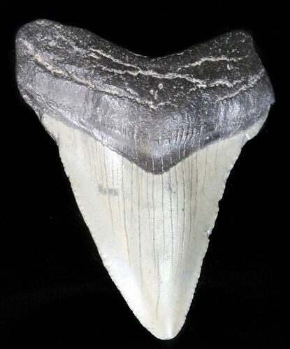 Juvenile Megalodon Tooth - South Carolina #39957